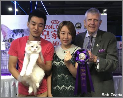 Best  Kitten
